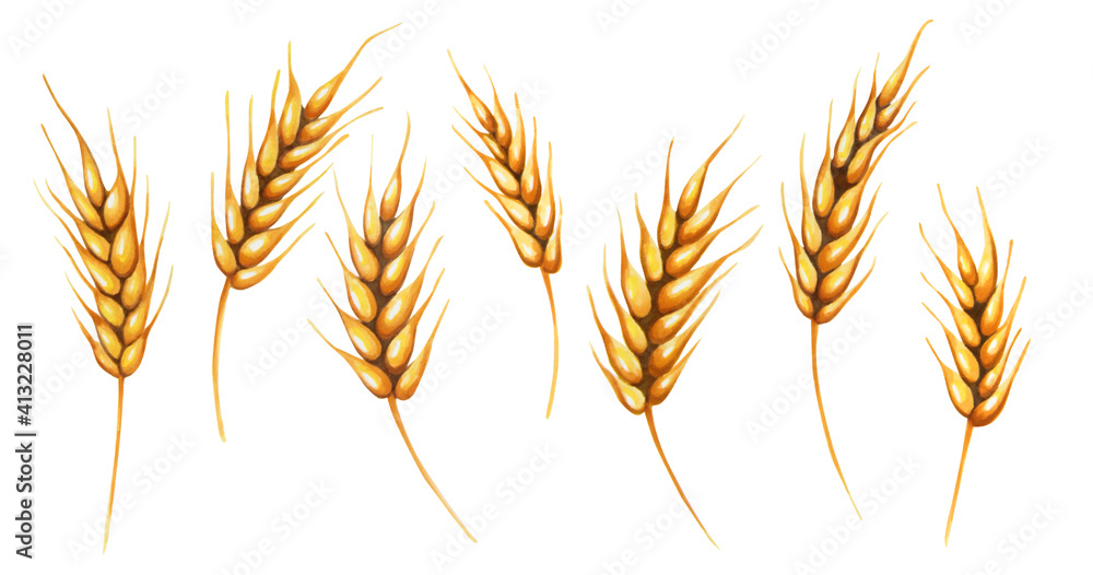 realistic set of watercolour cereal plants, spikelets , ears of barley, wheat or rye, isolated set. Agricultural crops grown for healthy eating, cereals, cereals, dietary bran, muesli realistic set of watercolour cereal plants, spikelets , ears of barley, wheat or rye, isolated set. Agricultural crops grown for healthy eating, cereals, cereals, dietary bran, muesli