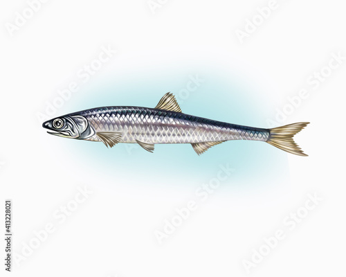 The anchovy (Engraulis)
