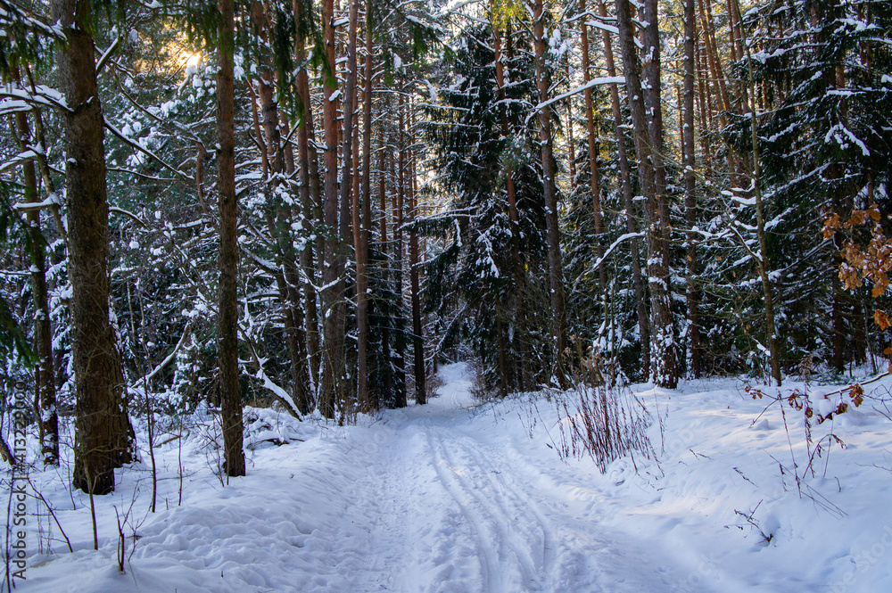 Fototapeta premium Coniferous winter forest with snowy road by day