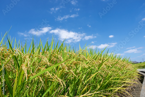 収穫間近のたわわに実ったお米と秋の青空