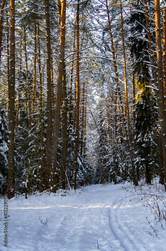 Coniferous winter forest with snowy road by day