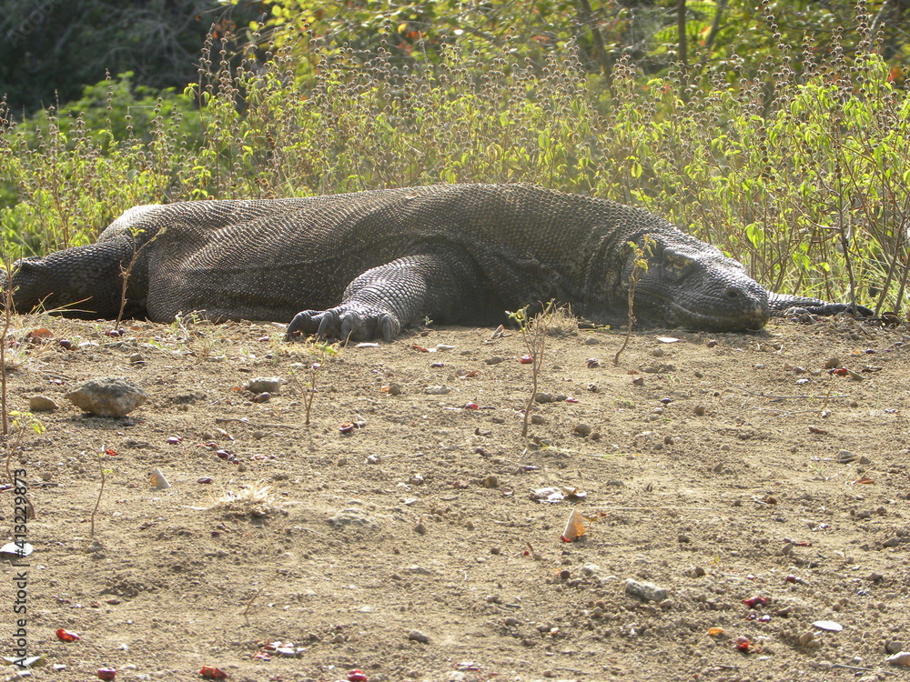 Fototapeta premium Travel in Komodo Island