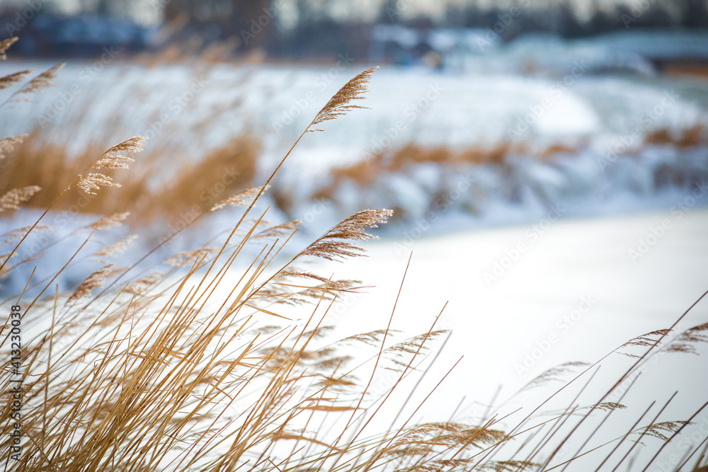 Common reed in the winter next to an frozen pond with ice and snowy banks Common reed in the winter next to an frozen pond with ice and snowy banks