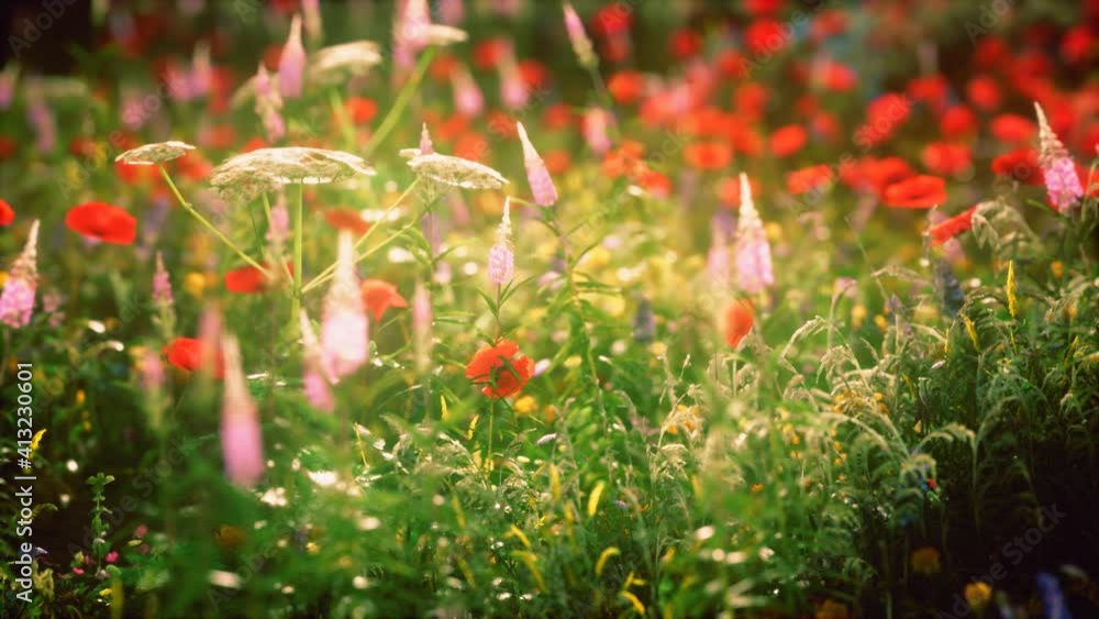 sunset in the wild flower field sunset in the wild flower field