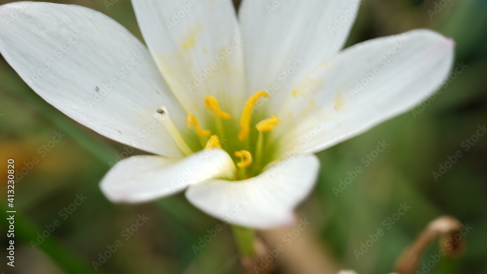 花 花