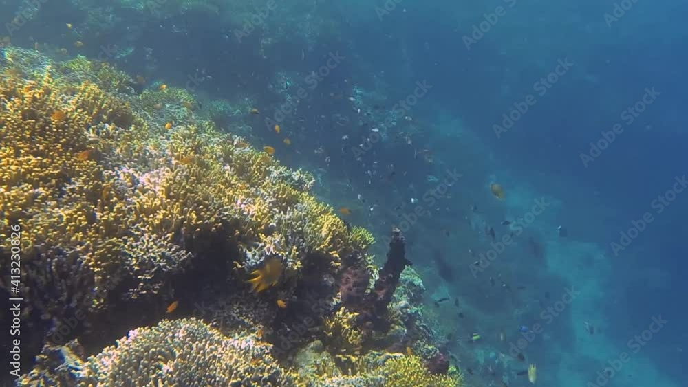 many small fish while diving many small fish while diving