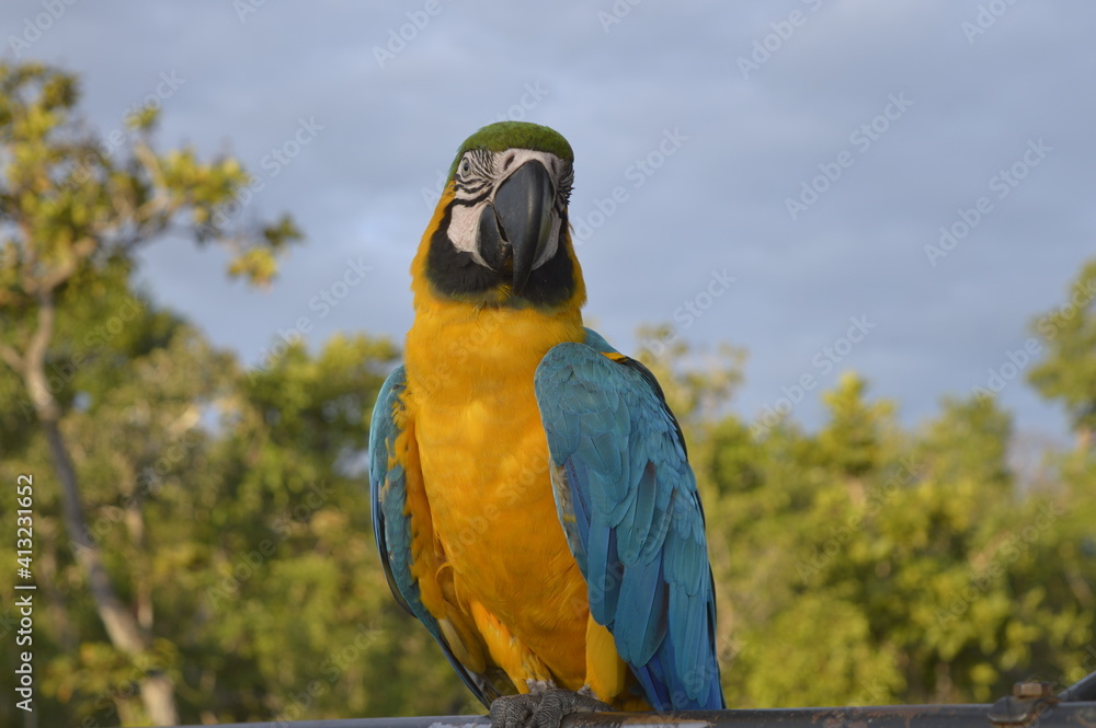 A typical bird from Brazil.