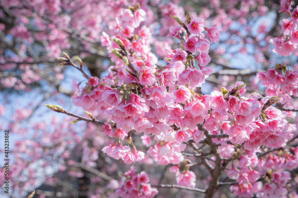 今帰仁城跡の寒緋桜 今帰仁城跡の寒緋桜