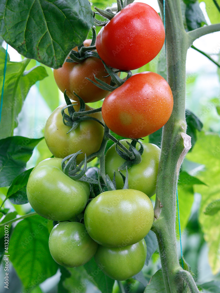bunch of green, red, ripe and unripe fresh tomatoes in a greenhouse
