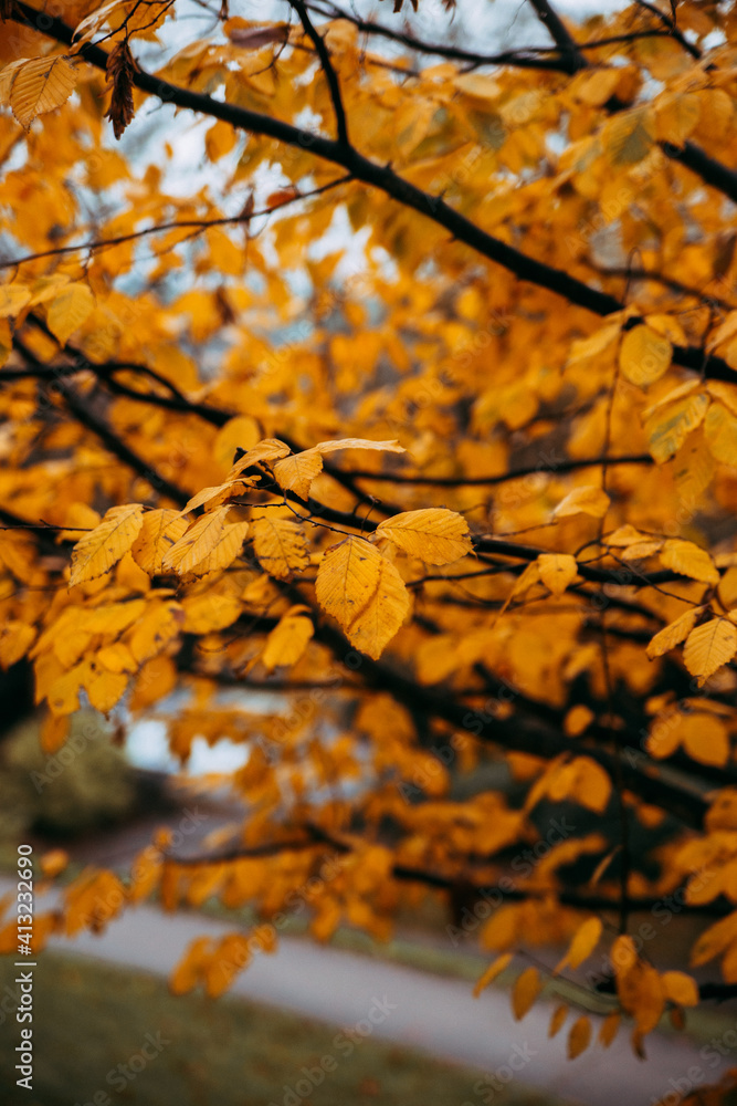 vivid autumn colors in park in UK