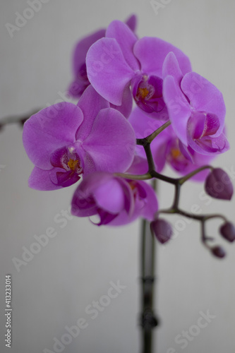 Purple phalaenopsis orchid flower with buds. 