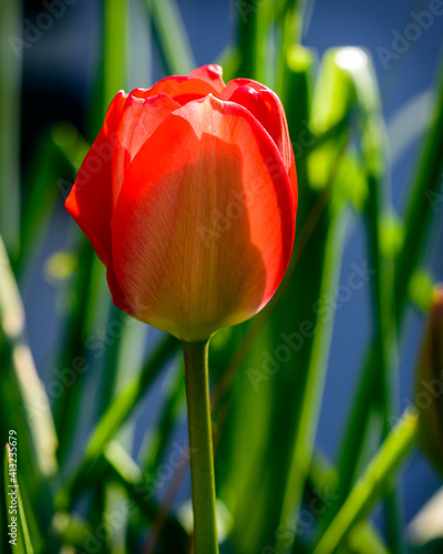 Red tulip