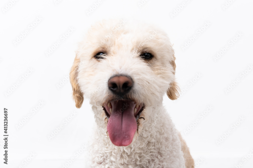 Young dog isolated on white background