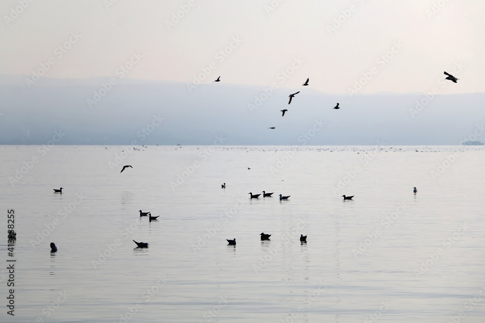 Seagulls at the sea. Picturesque landscape in Split, Croatia.