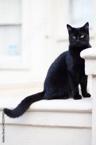black_cat_brighton_06