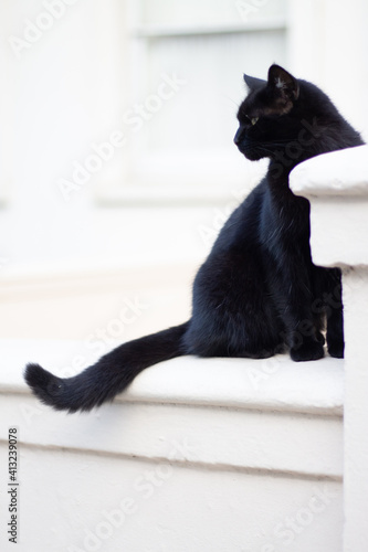 black_cat_brighton_01