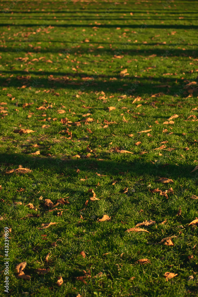 Grass at afternoon in a park in Madrid