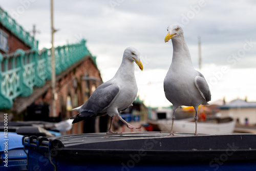 brighton_04