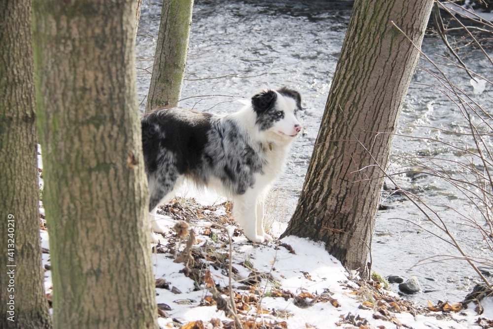 Fototapeta premium Border collie dog in the winter