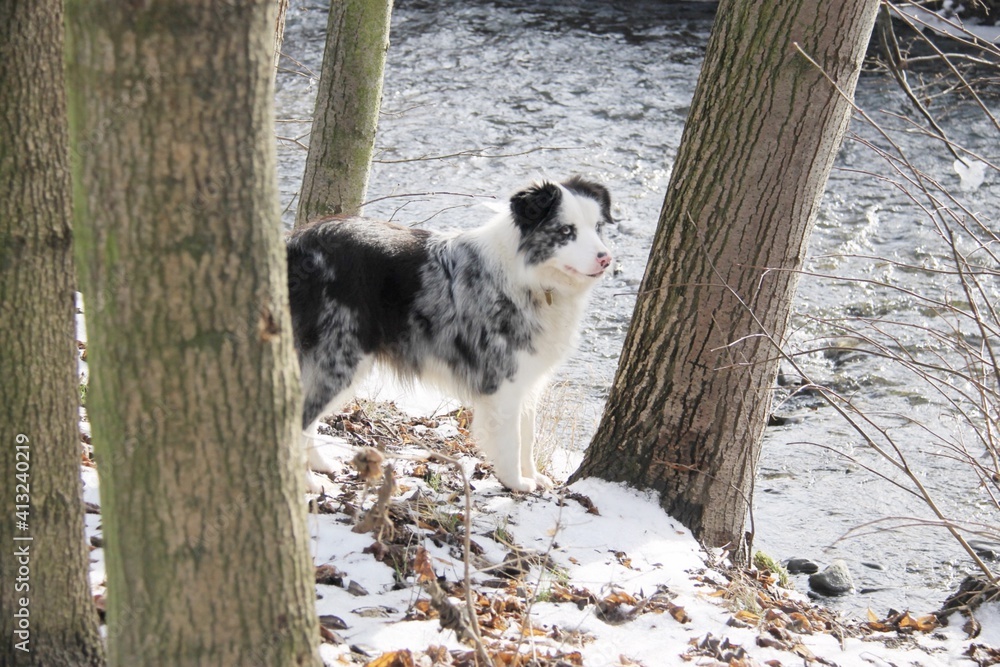 Border collie dog in the winter