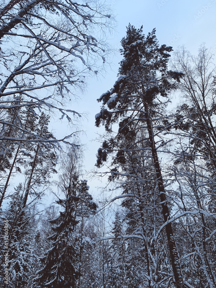 Winter forest background, spruces covered by the snow Winter forest background, spruces covered by the snow