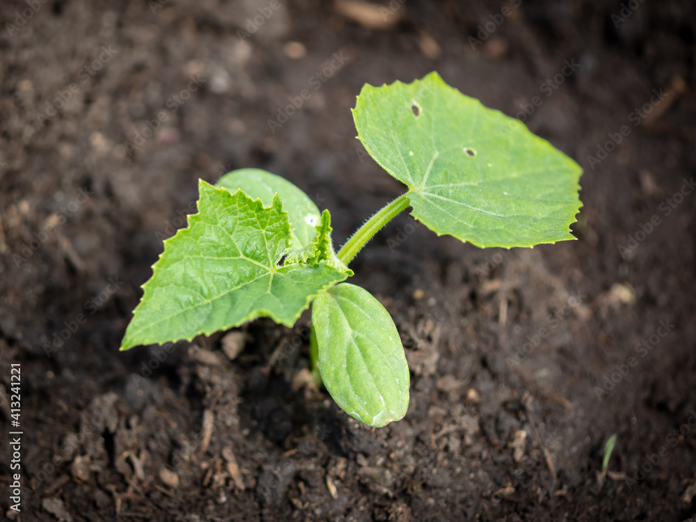 Cucumber sprout in the spring. Cucumber sprout in the spring.