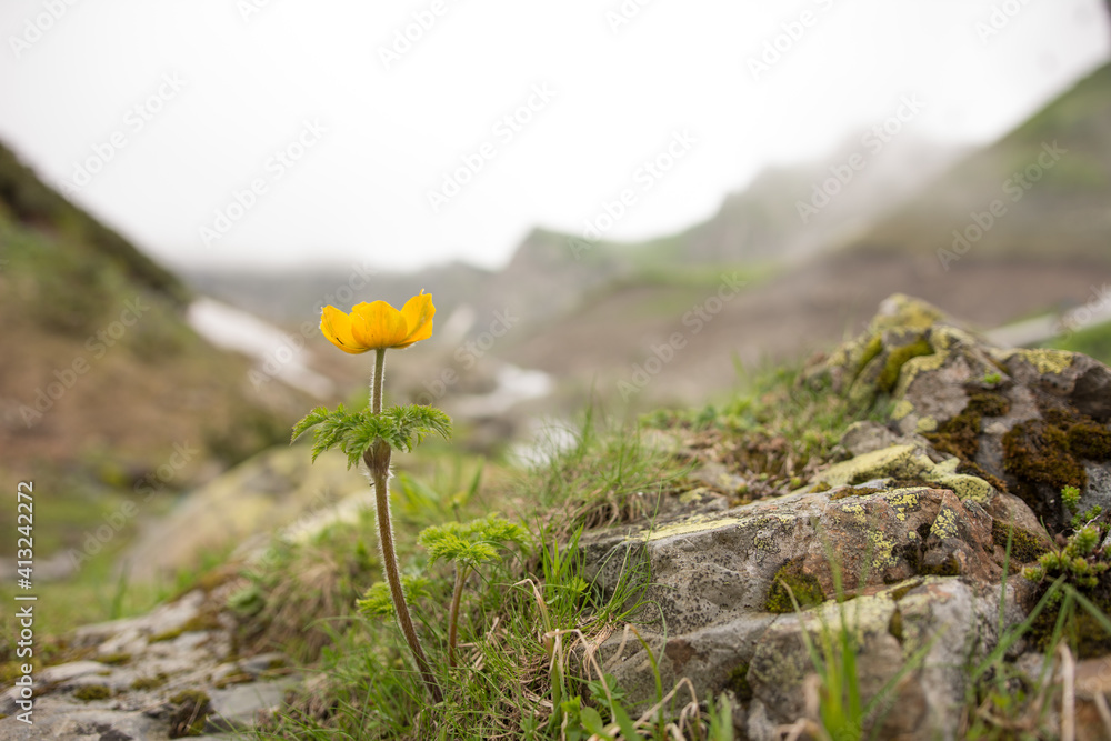 Obraz premium Yellow flower Pulsatilla aurea in the mountains.