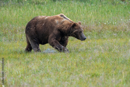 A large male coastal brown bear  Ursus arctos  moving through a meadow in the Katmai NP  Alaska