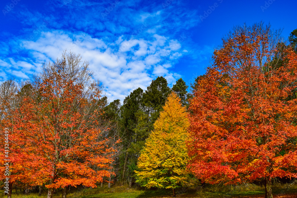 Fototapeta premium Multicolored Trees in Autumn with Blue Sky