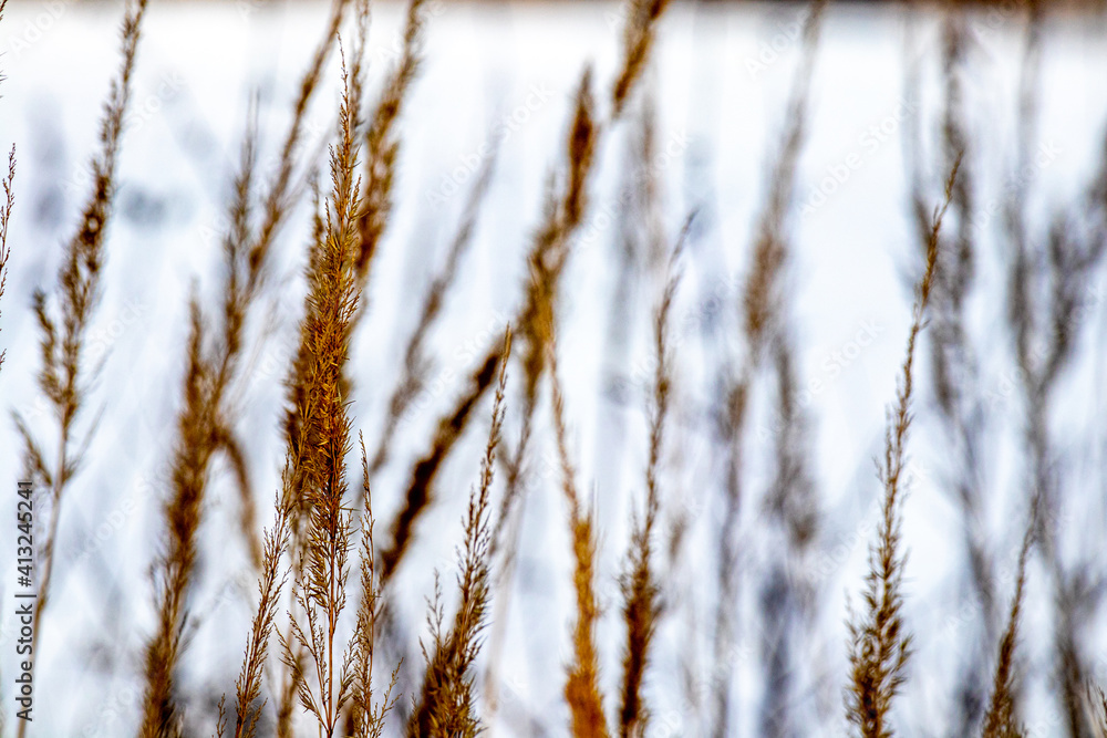 Fototapeta premium Gras