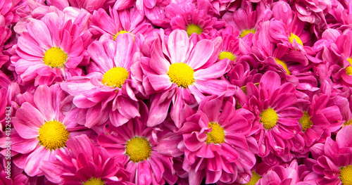 Pink flower background