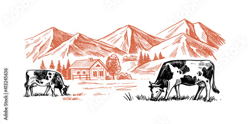 cows chewing grass on background of farm