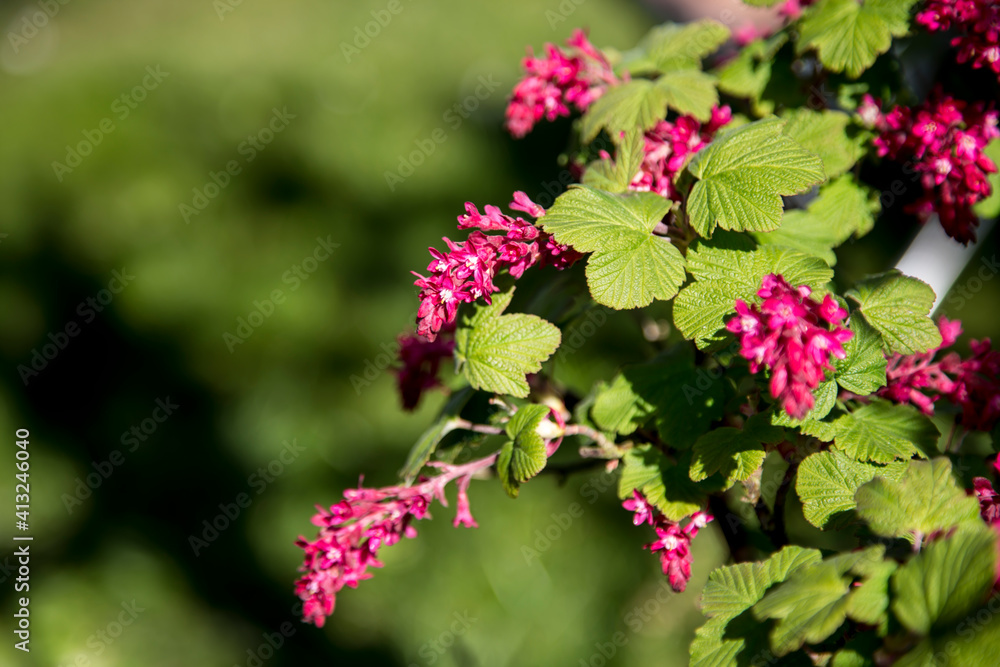 Ribes sanguineum, the flowering currant in bloom. Ribes sanguineum, the flowering currant in bloom.