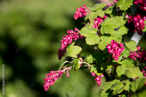 Ribes sanguineum, the flowering currant in bloom.