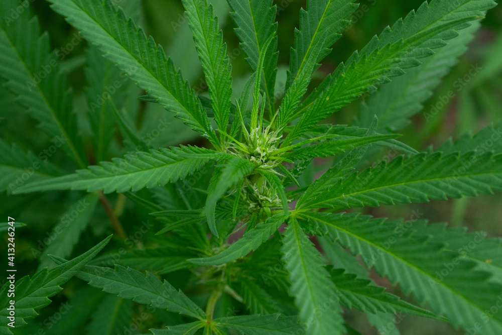 Cannabis Cannabis