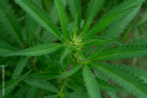 Cannabis