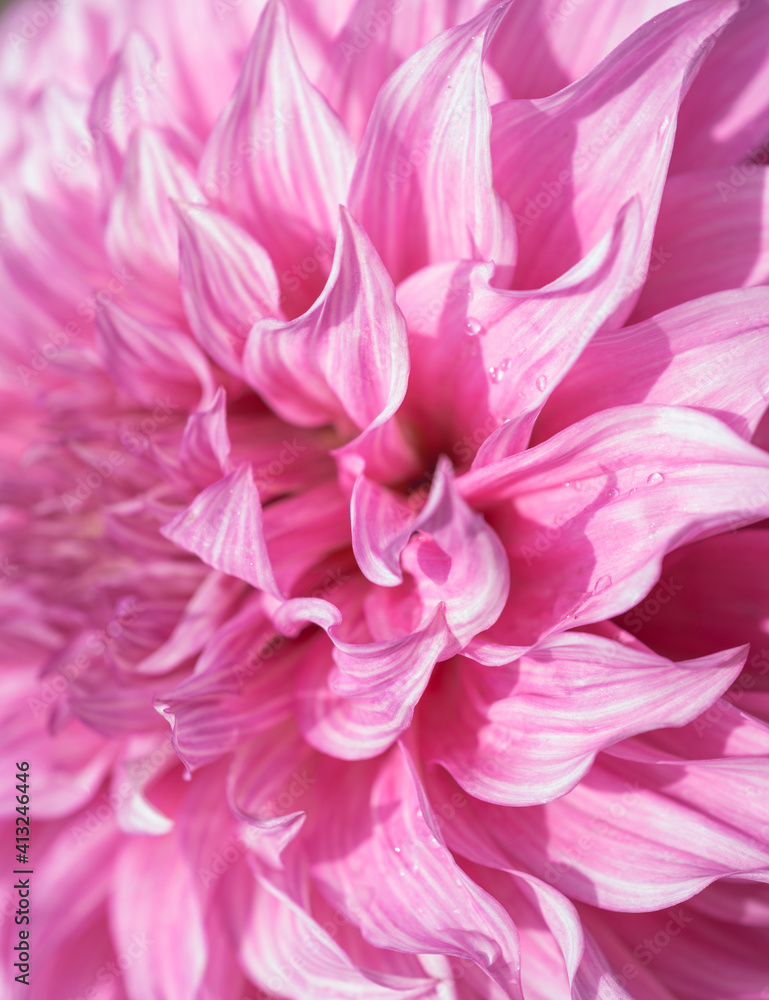 Pink petals of a dahlia flower close up