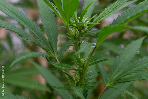 Cannabis