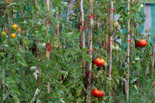 tomatos