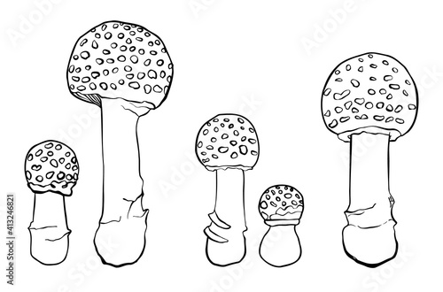 Collection of vector fly agaric mushrooms without background.