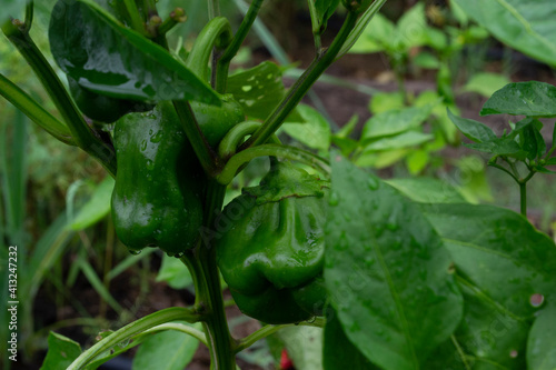 bell pepper