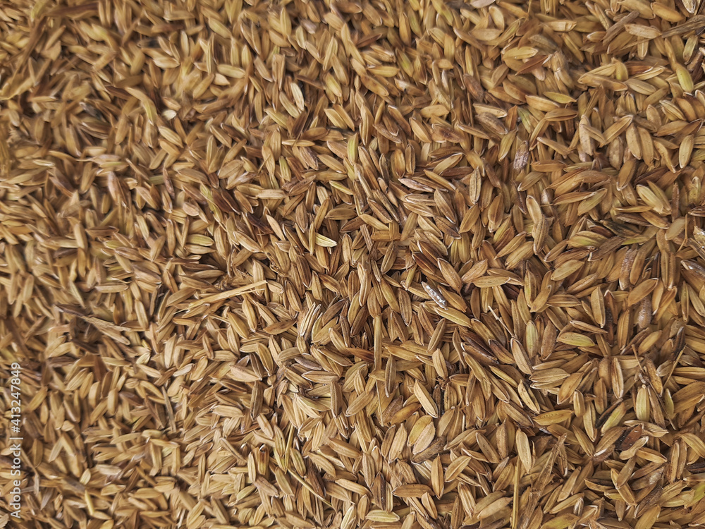 close up of rice grains