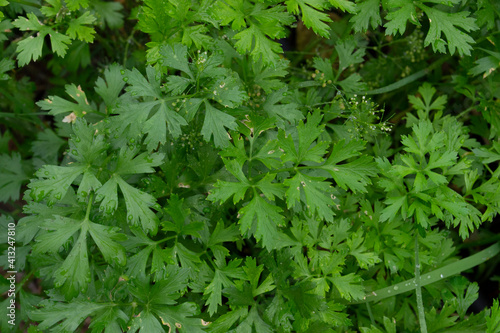 Parsley