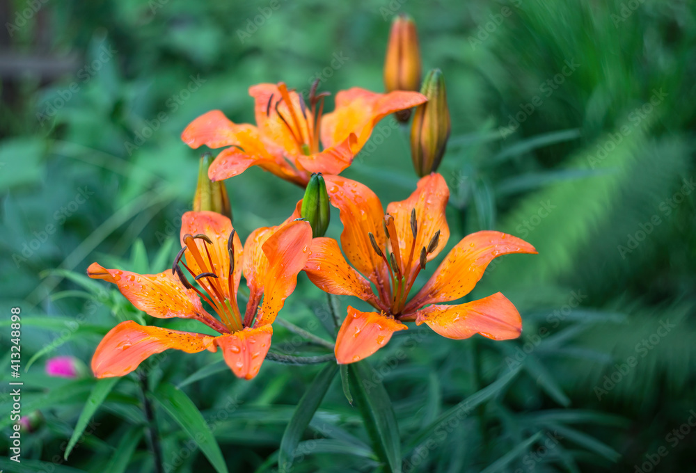 Fresh orange flowers on a contrasting green background. Fresh buds of tiger lilies in the garden