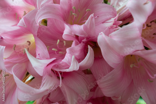 Amaryllis belladona
Lily