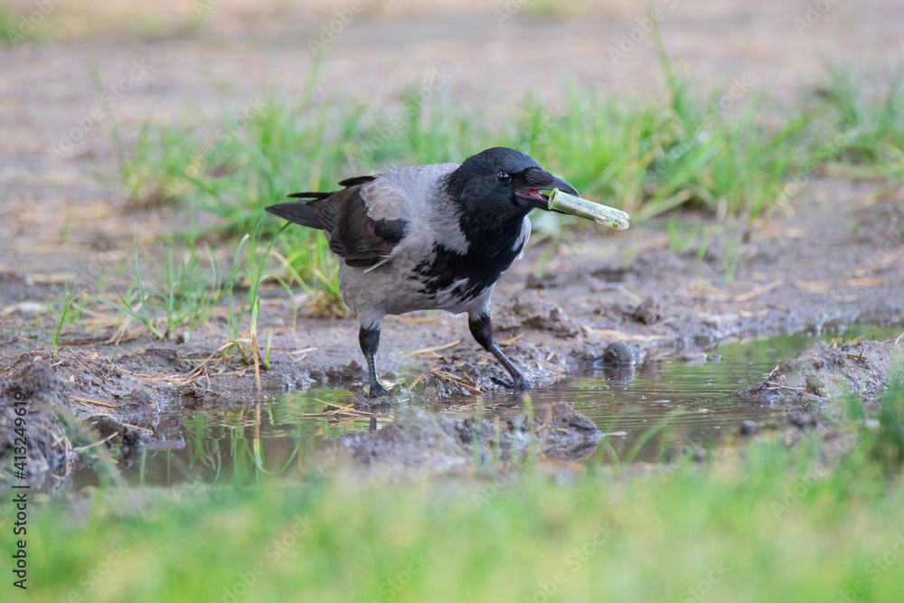 Hooded crow stands in a puddle and holds plastic debris in its beak. Plastic contamination of the environment is harmful to birds. Hooded crow stands in a puddle and holds plastic debris in its beak. Plastic contamination of the environment is harmful to birds.