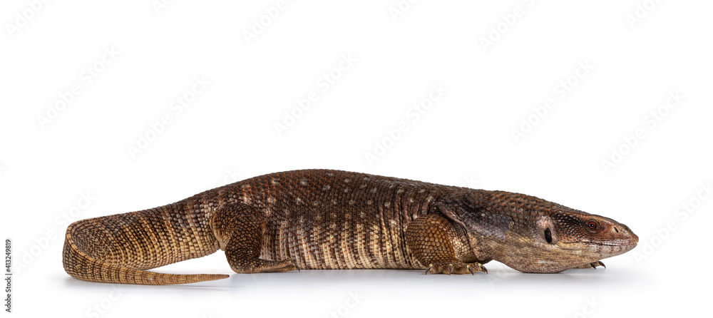 Side view of young Savannah Monitor aka Varanus exanthematicus lizard. Isolated on white background. Side view of young Savannah Monitor aka Varanus exanthematicus lizard. Isolated on white background.