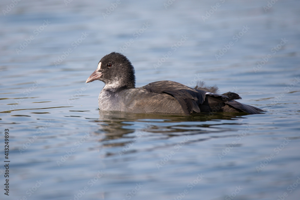 A beautiful bird floats on the water. Eurasian coot with gray feathers and light beak on the lake. A beautiful bird floats on the water. Eurasian coot with gray feathers and light beak on the lake.