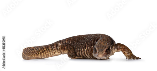 Side view of young Savannah Monitor aka Varanus exanthematicus lizard. Looking straight to camera showing both eyes. Isolated on white background.