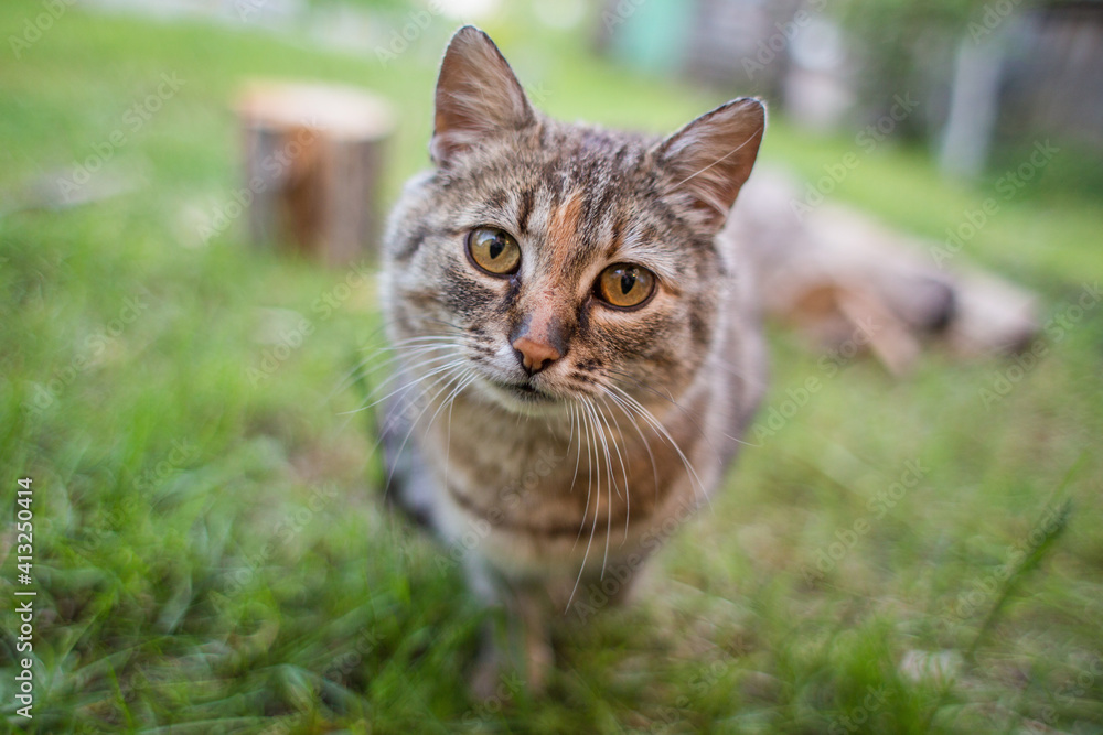 A gray cat with yellow eyes and a long mustache on the green grass. Colorful mottled muzzle.